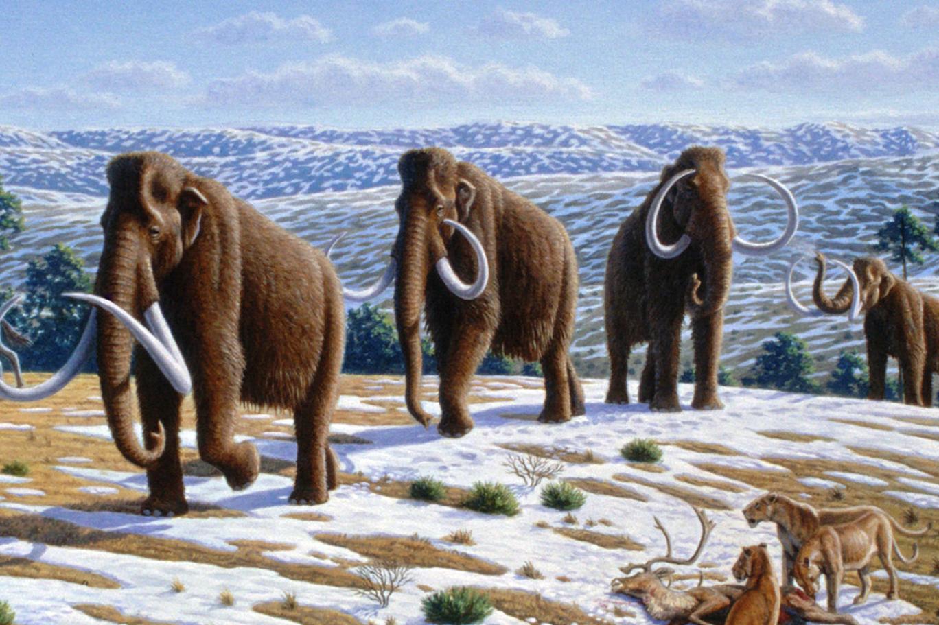 mamut
